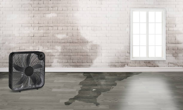 Best Local water damage restoration  in Greenback, TN